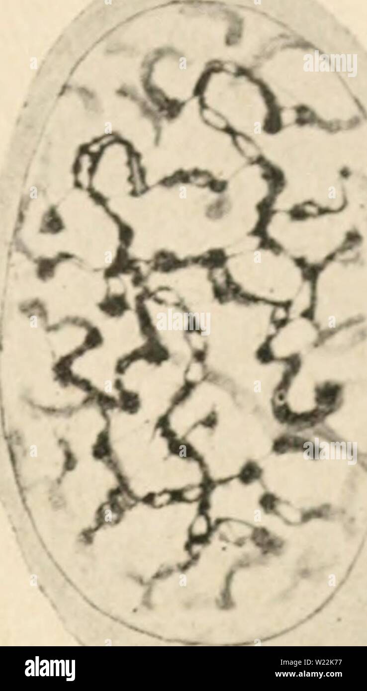 Image d'archive à partir de la page 22 de la cytologie, avec référence spéciale à. La cytologie, avec référence spéciale à l'cytologywithspec noyau métazoaires00agar Année : 1920 ''. ' . B Banque D'Images