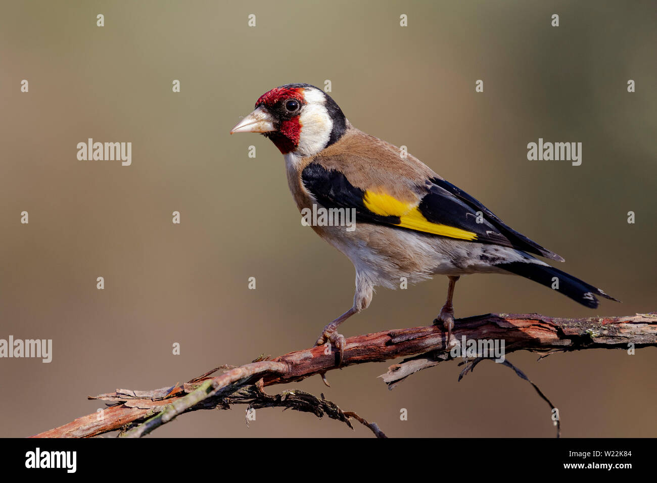 Chardonneret, colorés (Carduelis carduelis), perché sur un arbre. Joli détail de l'œil et de plumes. Banque D'Images