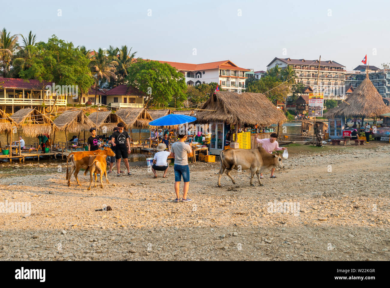 Vang Vieng, Laos - Dec 2016 : Bar au-dessus de la rivière et les vaches qui passent. Site touristique très commune à Vang Vieng, Laos Banque D'Images