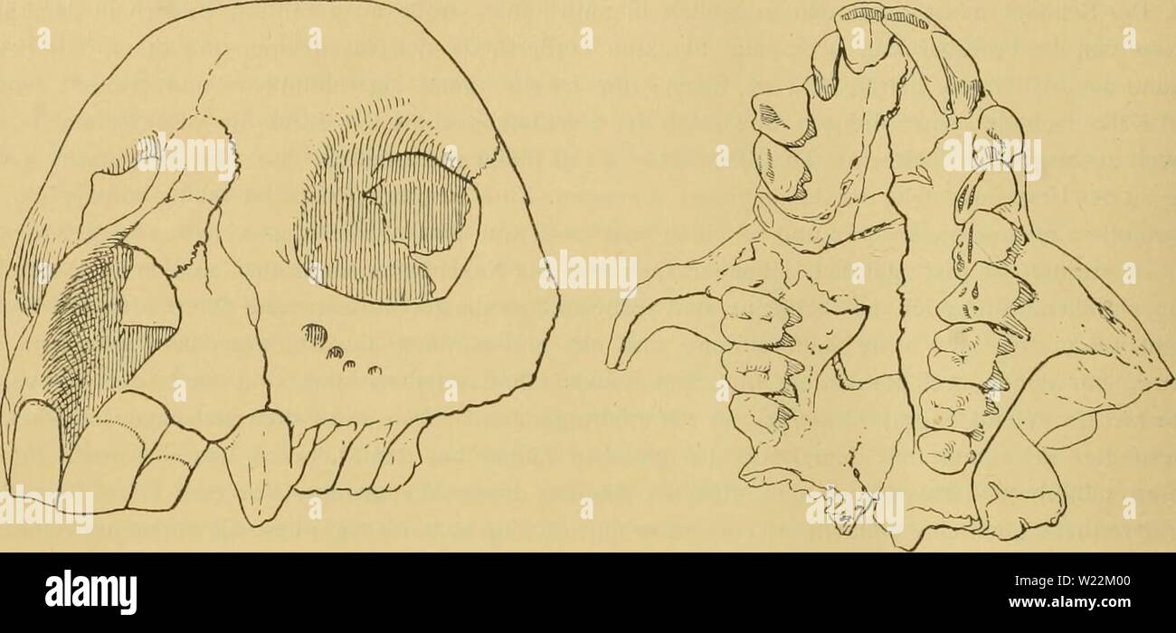 Image d'archive à partir de la page 23 de Denkschriften - Österreichische Akademie der. Denkschriften - Österreichische Akademie der Wissenschaften denkschriftens701900akad Année : 1850 14 Ludwig rit. C. Lorenz, Libiirnaii ermuthung V'aus, dass alle diese drei Schädel mit dem kürzlich von ihm beschriebenen robit Bradyleintir- siiis identisch sein könnten. Schädel B en vers ''/|, nalürlichcr Größe. 3. Mit Drei Photographien signierte oftenbar M die den Schädel jenes ausgestorbenen Lemuren dar, von dem gleichfalls unlängst Mahlzähne G. Grandidier zwei beschrieben und den Paleochiro galiis jiill er- Banque D'Images