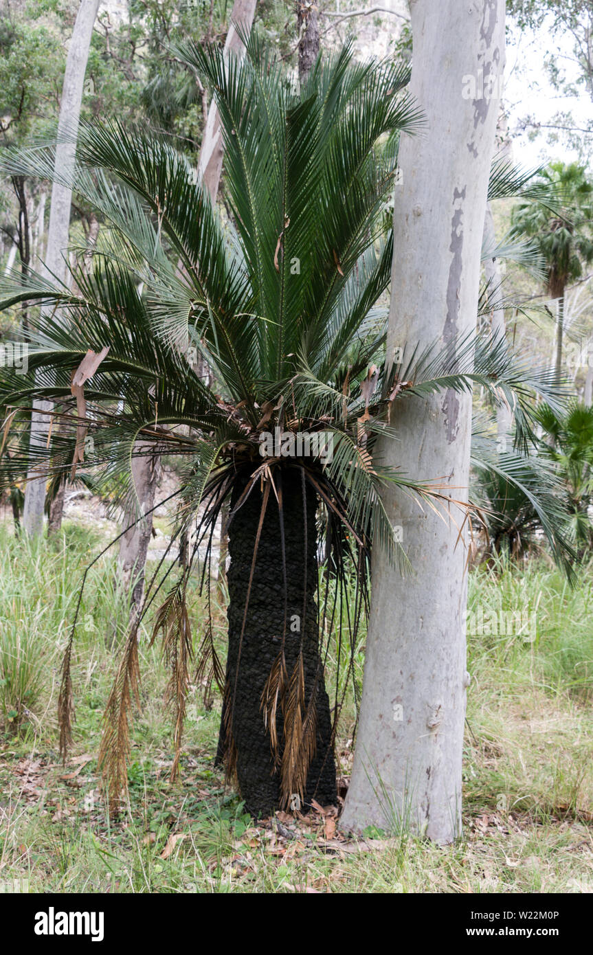 Un palmier en forme de ventilateur sont : Nitida Palm (Livistona nitida) ou Carnarvon Gorge pour ses paumes de ventilateur jet brillant des fruits noirs, à côté d'un Blue Gum Tree in th Banque D'Images