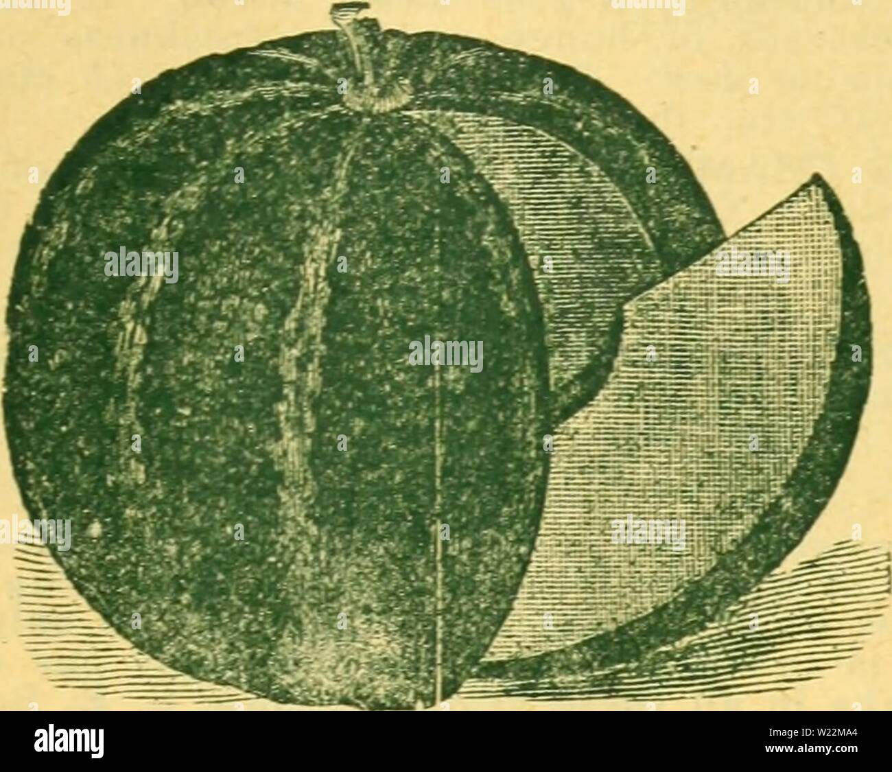 Image d'archive à partir de la page 24 de DeJong Floral et Seed Co. DeJong Floral et Seed Co dejongfloralseed1928dejo Année : 1928 DE JONG FLORAL ET SEED CO., PELLA, IOWA 19 MELON MUSQUÉ un riche terreau sablonneux, est le plus souhaitable pour mel- ons. Les semences doivent être semées en hills cinq ou six pieds de distance dans chaque sens ; complètement mélangé avec le sol dans chaque colline un couple des pelletées de fumier décomposé en profondeur, qui produit une croissance forte et saine des plantes;quand la terre devient chaud, chaud comme dans une situation que peut être trouvé ; mettre en dix ou douze graines dans chaque colline, et après ils sont hors de danger de bug Banque D'Images