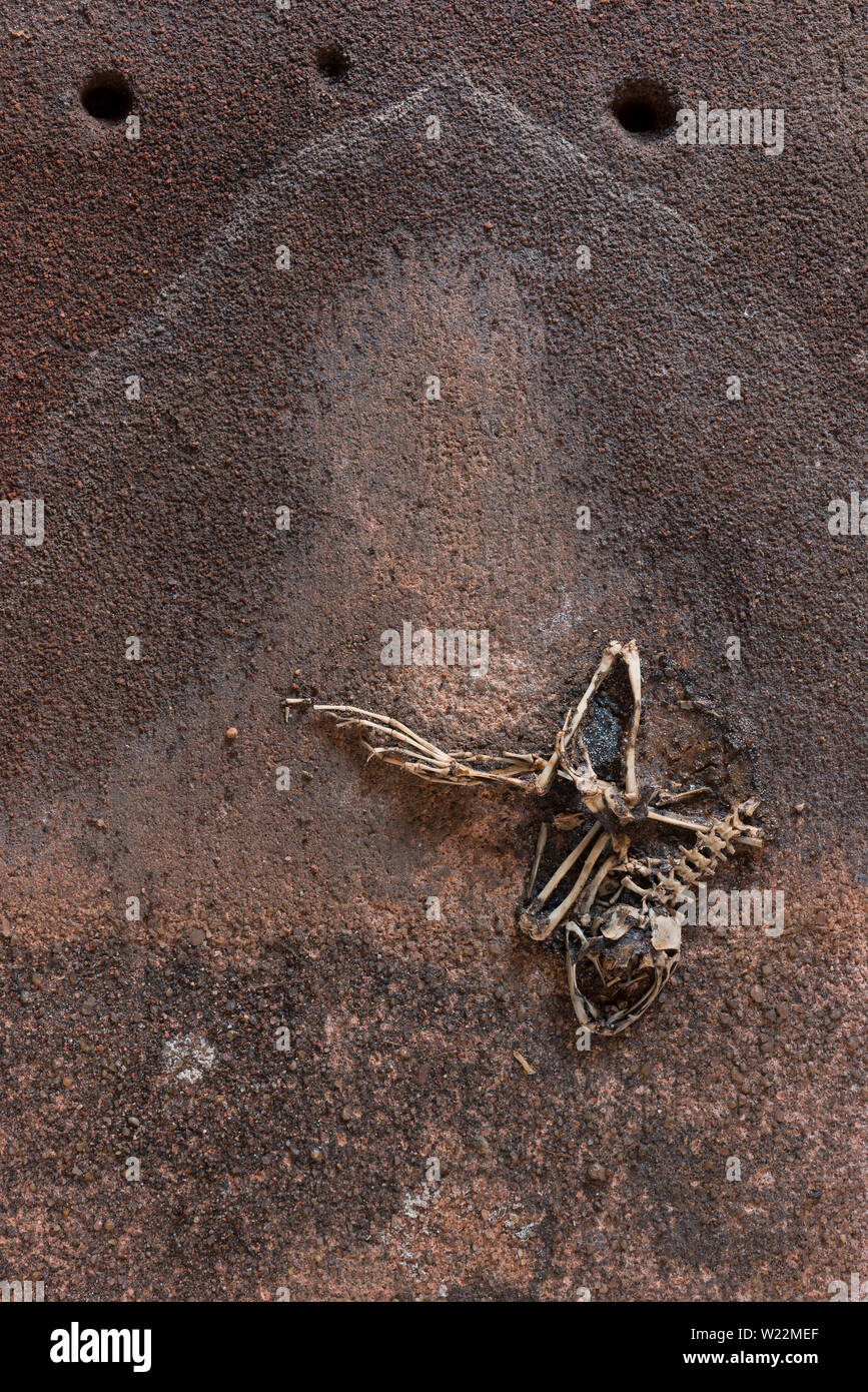 Vestiges de squelette grenouille rousse qui doit avoir hiberné ou être coincés entre les tuiles marley recyclée comme un fossile dans les couches de sédiments Banque D'Images