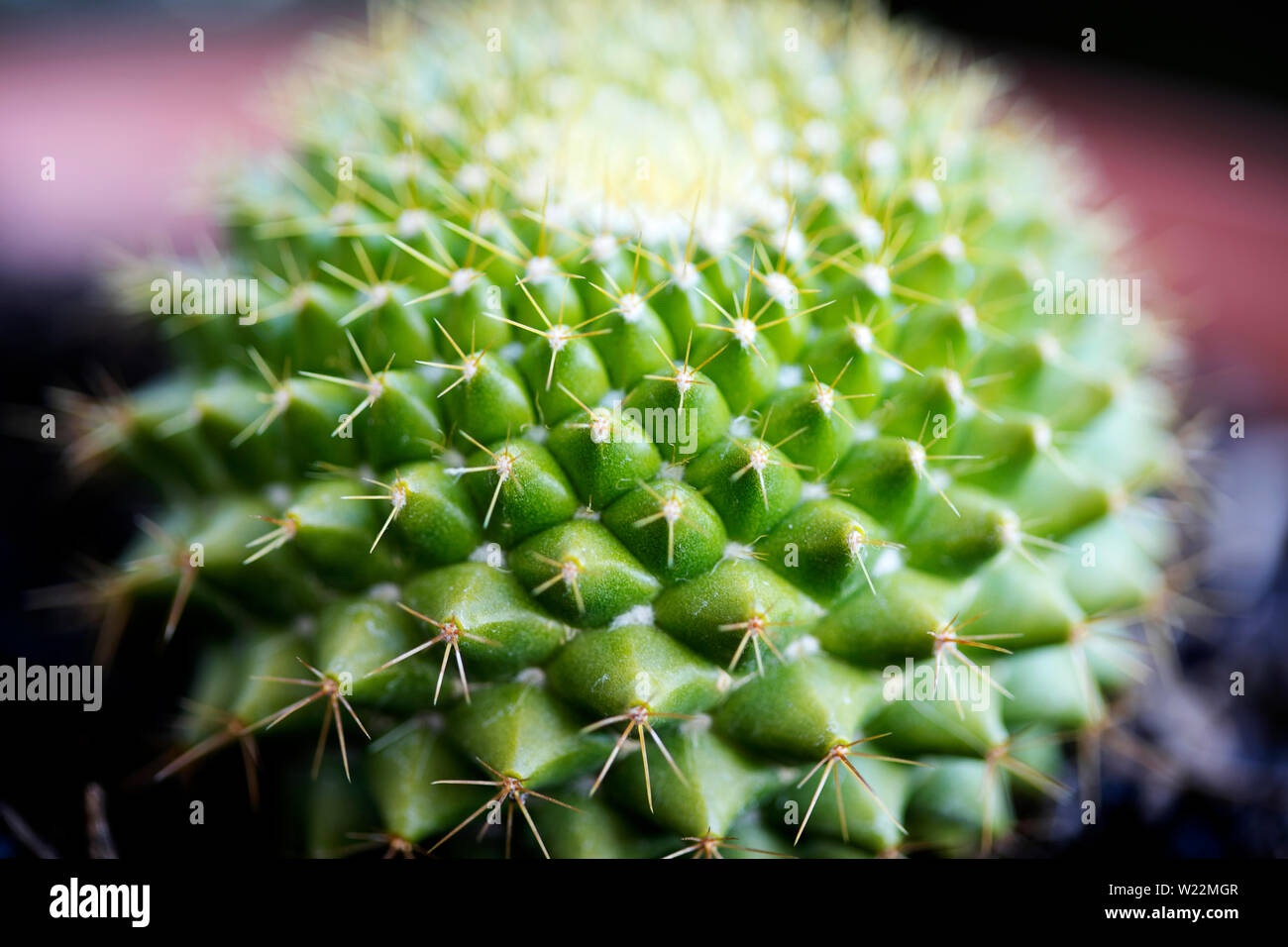 Cactus macro fond fine art tirages de haute qualité en famille cactaceaee 50 mégapixels Banque D'Images