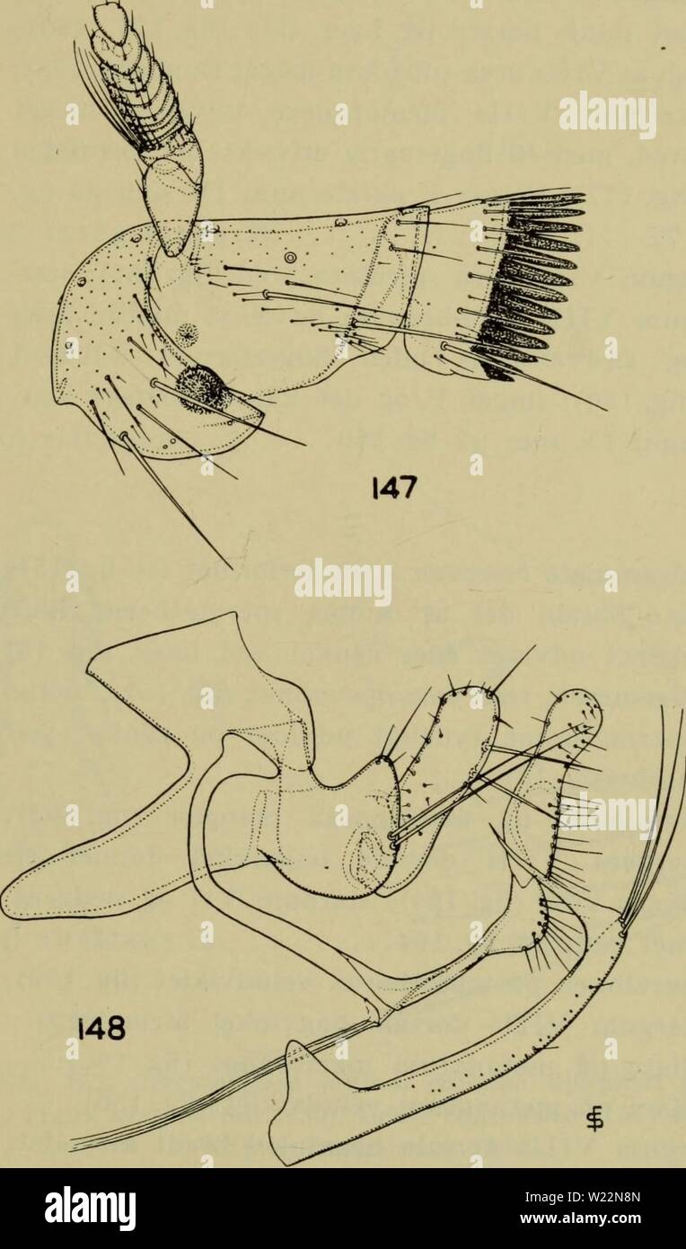 Image d'archive à partir de la page 102 de la Danmarks illustrerede haandbøger la faune ; plus. Illustrerede haandbøger la faune ; plus de den danske dyreverden danmarksfaunaill..60dans Année : 1907 99 Sternum VII est membranøse udvaekst apicale dan- ner simple en fortsaettelse el. mindre af sternum ; dette sternums normalt apex med kun een slank børste på chaque côté ; ingen af børsterne fabricants på F er kraftig ; sternum IXs apicale med naesten flig parallelle rande (fig. 153) 2. f (p. ringillae 104). Fig. 147, 148. Ceratophyllus gallinae gallinae, . Hoved og pronotum (147) og det 9 omdannede bagkropsled og Stern. Banque D'Images