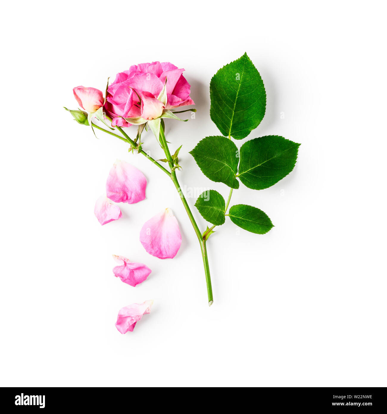 Fleur rose rose avec bud, pétales, tige et les feuilles. Belles fleurs dans son jardin d'été. Groupe d'objet isolé sur fond blanc clipping Banque D'Images