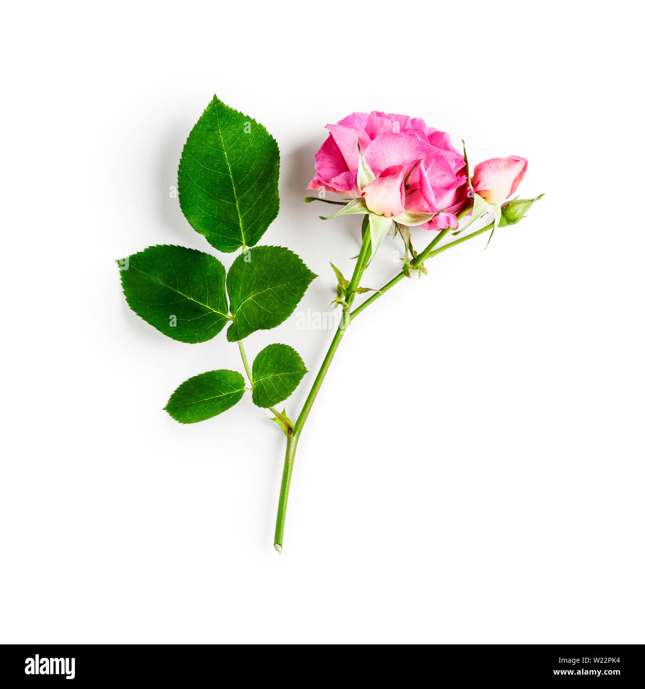Fleur rose rose avec bud, pétales, tige et les feuilles. Belles fleurs dans son jardin d'été. Groupe d'objet isolé sur fond blanc . Haut de page vi Banque D'Images