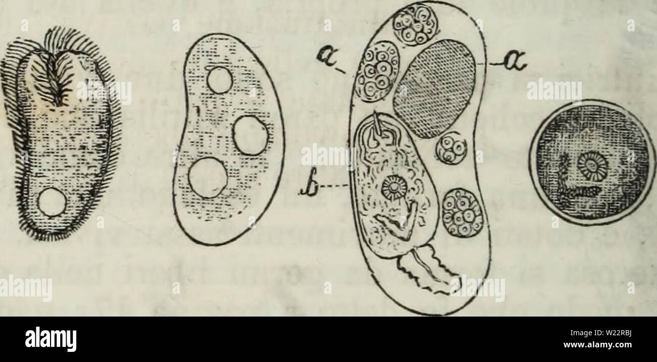 Image d'archive à partir de la page 107 de fonctions sur les riproduttive degli animali delle. Fonctions sur les riproduttive degli animali delle dans tous complemento'edizione italiana del Corso Elementare di Zoologia del signor Milne Edwards dellefunzionirip00defi Année : 1856 96 1932. per lo contrario, ed dans conseguenza anche le larve, si l'AVS- luppano esclusivamente, dans numero ancor maggiore, nel Corpo dei, molluskhi e specialmente nel loro, fegato di cui le nutrici aventi la forma di redie mangiano la sostanza. Da questi cenni¨ abbozzato Ã generali giÃ il ciclo evo- trematodi lutivo de'. Ora convien sua opinião che dans Banque D'Images