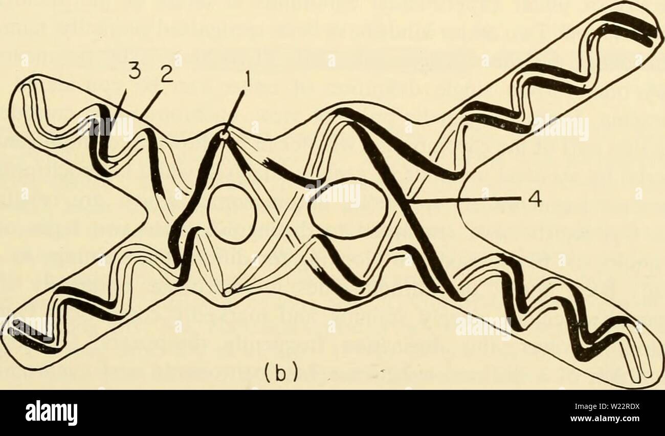 Image d'archive à partir de la page 108 de la cytologie (1961) Banque D'Images