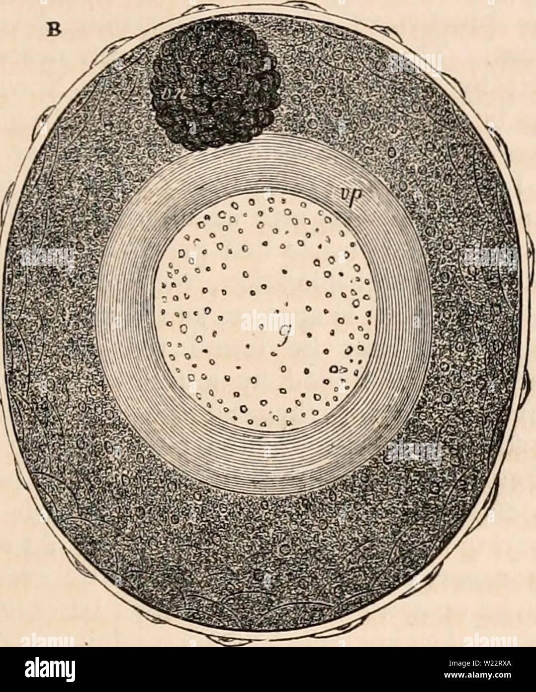 Image d'archive à partir de la page 108 de la cyclopaedia de l'anatomie et. La cyclopaedia de l'anatomie et physiologie cyclopdiaofana05todd Année : 1859 Formation de l'ovule de l'ovaire dans la grenouille. A et B. représentations grossie d'un follicule ovarien et son contenu dans un stade précoce de la formation de l'ovule. Le follicule est TL' de diamètre : dans une membrane folliculaire et sa doublure épithéliale sont principalement mis en évidence ; en B les parties de l'ovule à l'intérieur sont présentés lorsque le microscope a été réglée de manière à les placer dans l'accent. Le mur de la follicule ovarien est composée d'un sans structure Banque D'Images