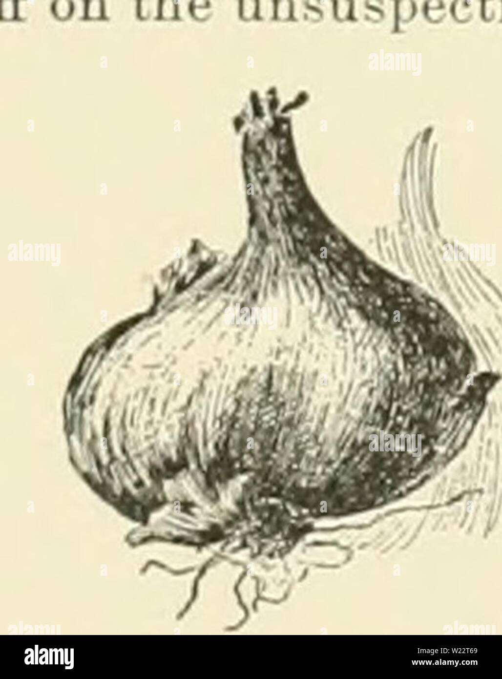 Image d'archive à partir de la page 110 de Cyclopedia of American horticulture, comprenant. Cyclopedia of American horticulture, comprenant des suggestions pour la culture de plantes horticoles, les descriptions des espèces de fruits, légumes, fleurs et plantes ornementales vendues aux États-Unis et au Canada, ainsi que des notes biographiques et géographiques cyclopediaofam03bail Année : 1900 ouvent connu comme plante vivace trulJ Échalote Allium ell, Schoenfiprasum L i )od 10 q'un gazon dense comme f I CnF(wl h) voir Fig:e s 1 à 4 de l'interface utilisateur iâh t,l 1 im] s'aic.ly C umbelas ot lu e ] dans ds prostavasin] rthern s anneau pait Banque D'Images