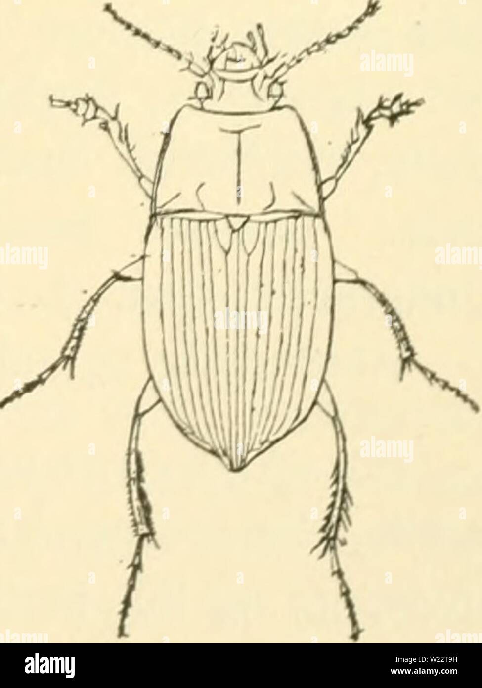 Image d'archive à partir de la page 110 de la faune, de factures (1908). La faune, émetteur de danmarksfaunabil01dans Année : 1908-Bagranden 103 Côté mod, staerkt punkteret er som. Daekvin skraverede fint de gerne- Striberne punkterede ; fint mod Roden ; Mellemrummene ophøjede noget hos Hannen, flade hos Hunnen. Begbrune Skinnebenene Benene, røde ; sous- le siden trier. L. 6-7 mm. Pas stedegen almindelig og noget. 24. A. vulgåris Miill. Med undertiden Bronzefarvet, rød- lig gland. Følehornene begbrune, med de første røde 3 LED. La poitrine fin bredere Baghjørnerne retvinklede skarpt langt ; Bagranden ; punkt Banque D'Images