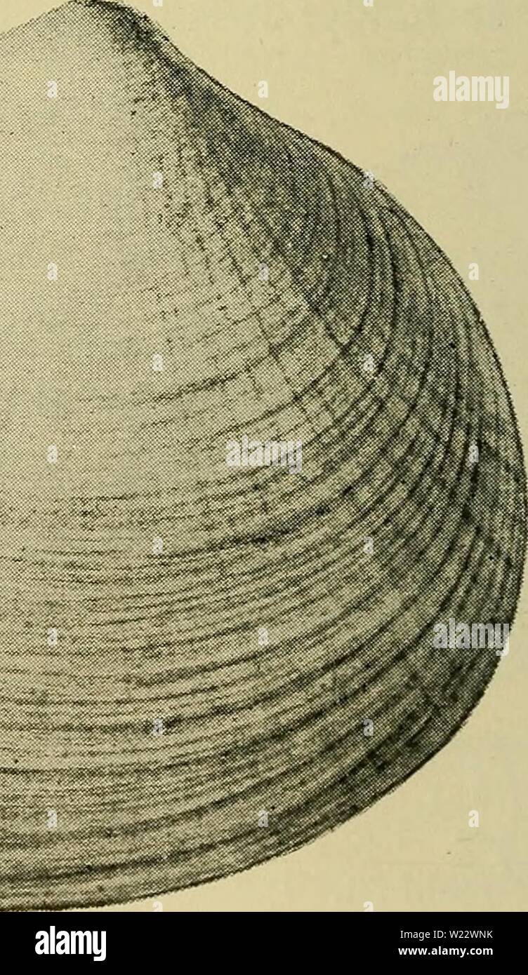 Image d'archive à partir de la page 113 de la faune ; illustrerede haandbøger plus. Illustrerede haandbøger la faune ; plus de den danske dyreverden danmarksfaunaill..40dans traedende 110 Année : 1907. Brungul undertiden périostracum, med- gule. Pletter rød Laengden omkr kan til stige. 60 mm. Den naesten krenuleret Inderrand glatte Skal med Cardium-Art kendelig gør denne laisser. Arten ligheten er nogle Places in Kattegat, navnlig Trindelen om- kring. Den er ikke fundet S. f. Linien- Anholt Grenaa. Ligheten spredt Desuden er den je Nordsøen. Pour Farvande forekommer l'Uden danske Arten fra Nord- norge og Faerøerne ti Banque D'Images