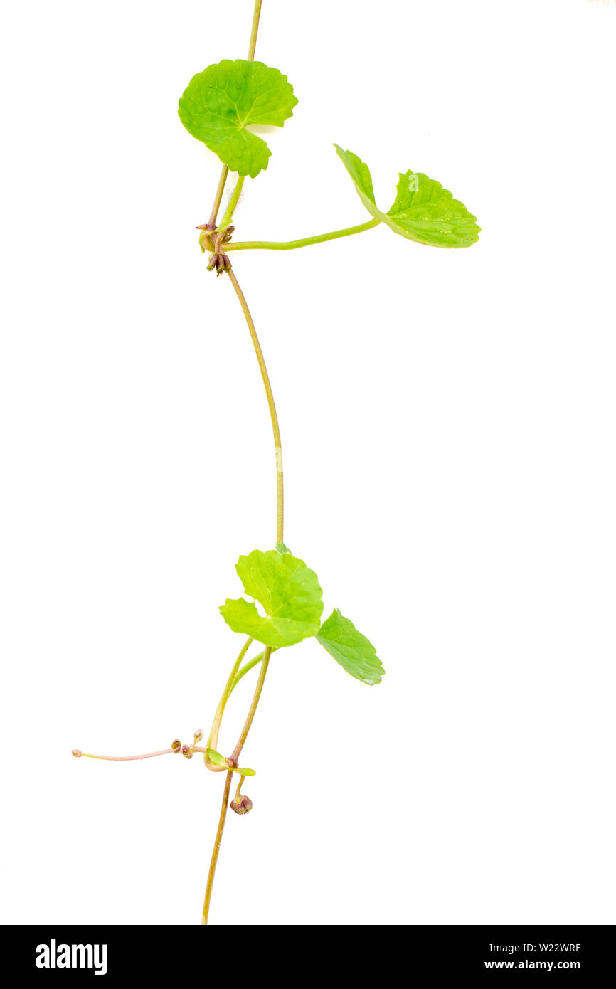 Gotu kola feuilles sur fond blanc Banque D'Images