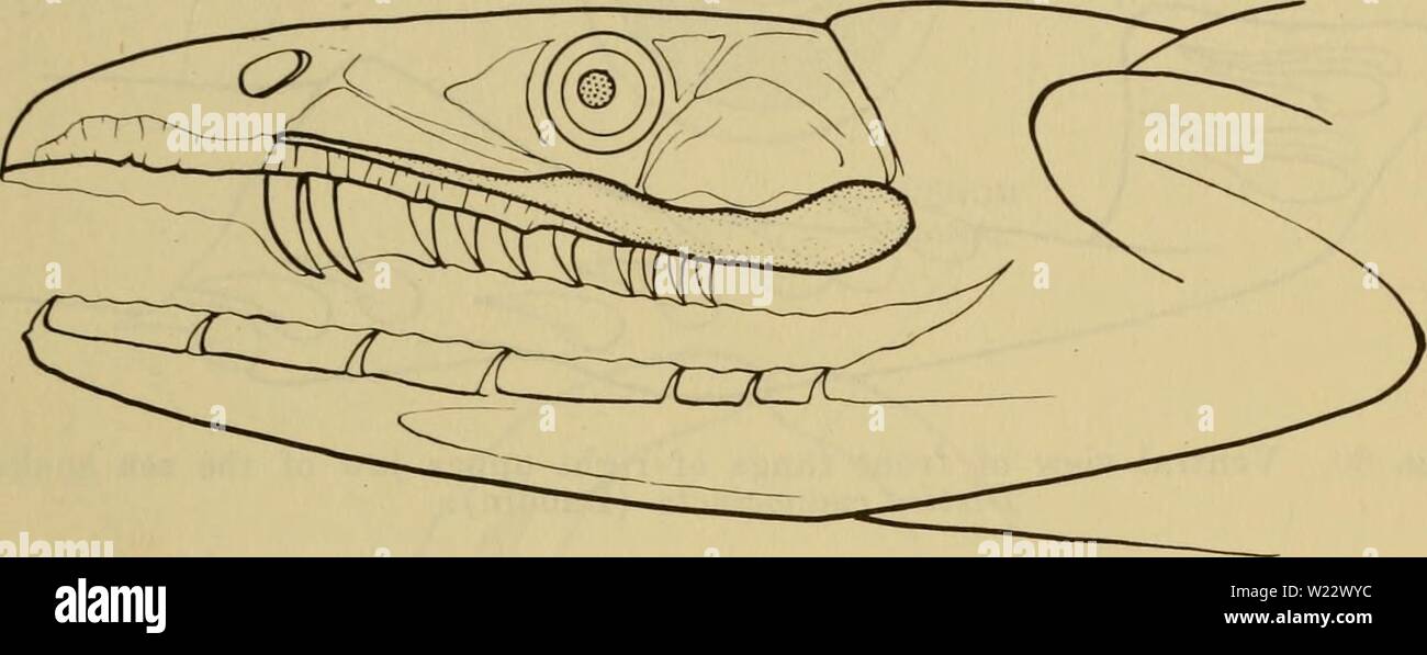 Image d'archive à partir de la page 114 de dangereux animaux marins (1959). Les animaux marins dangereux dangerousmarinea00hals Année : 1959 animaux marins qui piquent les 95 Habitudes des serpents de mer. Les serpents de mer sont principalement des habitants du Pacifique tropical et l'Océan Indien. À l'exception d'une seule espèce d'eau douce, Hydrophis semperi Garman, qui se trouve dans le lac Taal, Luzon, Philippines, tous les marins. Les serpents de mer sont habituellement des résidents de l'abri et les eaux côtières sont particulièrement friands des embouchures. Cependant, certaines espèces de serpents de mer ont été observés à partir de la chambre 100 Banque D'Images