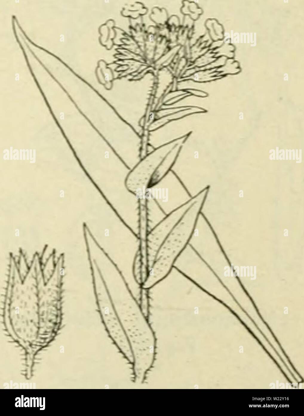 Image d'archive à partir de la page 116 de De flora van Nederland (1909-11). De flora van Nederland defloravannederl03heuk Année : 1909-11. FAMILIE 92. - BORAGINACEAE. - 97 Pulmonaria officinalis FiK. 119. 1 kortsfijliKC langstijlige 2 bloem, bloem. De bloemen (fij. 119) heterostyl diiiiorph en wel een tevens en homogaam. Dans de kortstijlie meeldraden de staan bloemen aan den inanj niM lanje van de 10 à 12 kroonbuis reikt en de stempel slechts tot in het Midden van deze ; dans de lang- stijlige staat de stempel aan den ingang der bloem, terwijl de meeldraden kroonbuis in het Midden der sous-échantillonner. Wat de grootte v Banque D'Images