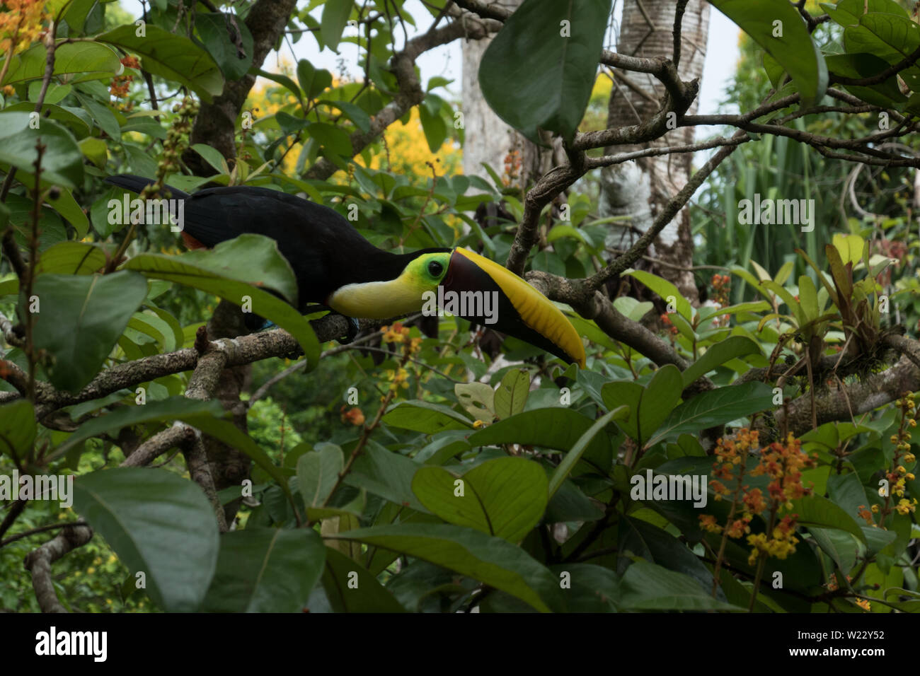 Toucan sur amandier tropical rainforest Costa Rica Banque D'Images