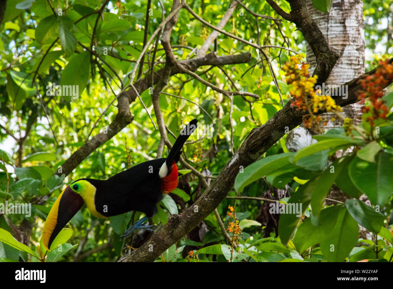 Mandibule noire Toucan sur la branche d'amandier tropical rainforest Costa Rica Banque D'Images