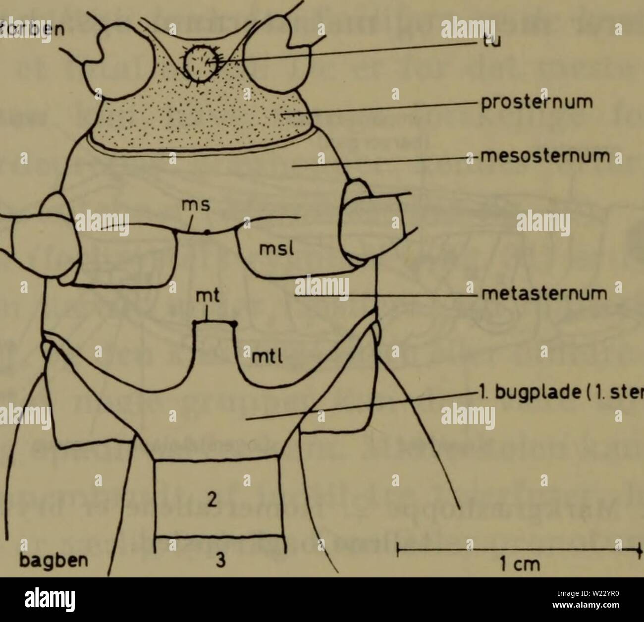 Image d'archive à partir de la page 119 de la faune ; illustrerede haandbøger plus. Illustrerede haandbøger la faune ; plus de den danske dyreverden danmarksfaunaill..79dans Année : 1907 116 semoir, og de lille hos arter, der på jorden levier. Gaelifera gennemgående udmaerkede er til à springe j'modsaetning til Ensifera. Det kan à springbenene forklares ved, er tilleddet tyngdepunk taet mon corps ved- forben mellemben bugplade Isternit (1) bagben Fig. 33. Sternum (brystets dessous) og den bagkroppen forreste del af af Calliptamus italicus. Je Forklaring teksten. tet, hvorved sous mon corps sprin Banque D'Images