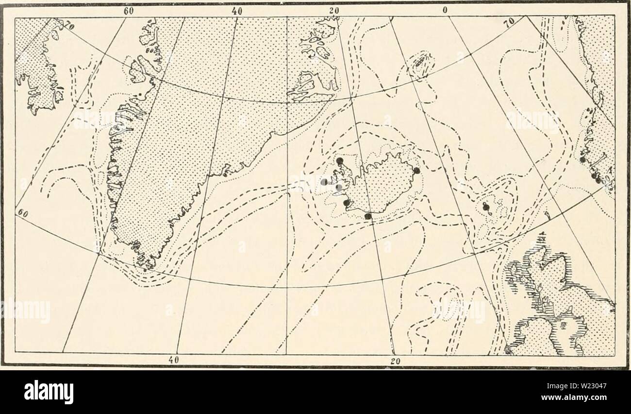 Image d'archive à partir de la page 119 de l'Ingolf-Expedition danois (1918). Le Ingolf-Expedition danishingolfexpe danois0507ingo Année : 1918 112 II HYDROIDA Diphasia rosacea (Linne) L. Agassiz. 175S Srrtularia la rosacée, Linne, Systema Naturae, Ed. 10, p. 807. 1862 Diphasia la rosacée, L. Agassiz, Contributions à l'histoire naturelle des États-Unis, 4, p. 355. Colonies dressées non dotées d'une tige principale. Les colonies sont pennées irrégulièrement ou bushily nched, segmentées, et avec une paire d'opposément placé hydrothecse internodium sur chaque. Le hvdrothecse sont minces, presque également tubulaire, avec Banque D'Images