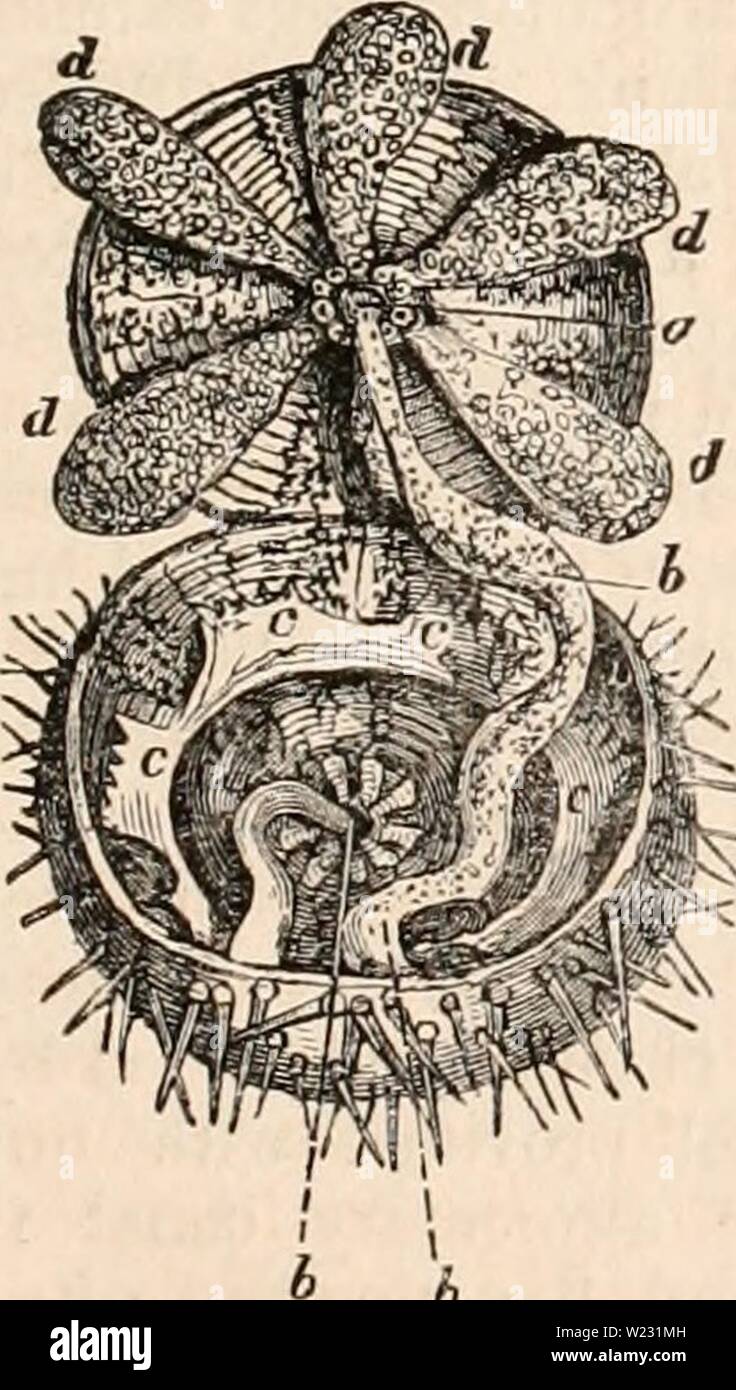 Image d'archive à partir de la page 124 de la cyclopaedia de l'anatomie et. La cyclopaedia de l'anatomie et physiologie cyclopdiaofana01todd Année : 1836 careous épines. Ces animaux sont pour la plupart gratuitement, mais certains sont fixes, comme le crinoïde echinoderma, le système vasculaire est unpro- ment avec l'oreillette ou le ventricule, et la diges- tive canal est rarement équipées d'organes glandulaires distinctes. Il y a parfois un simple estomac avec une ouverture et de nombreux fin- ral coeca, et parfois un intestin allongé avec deux ouvertures des bornes. Certains animaux marins sans une echinodermatous couvrant sont placés Banque D'Images