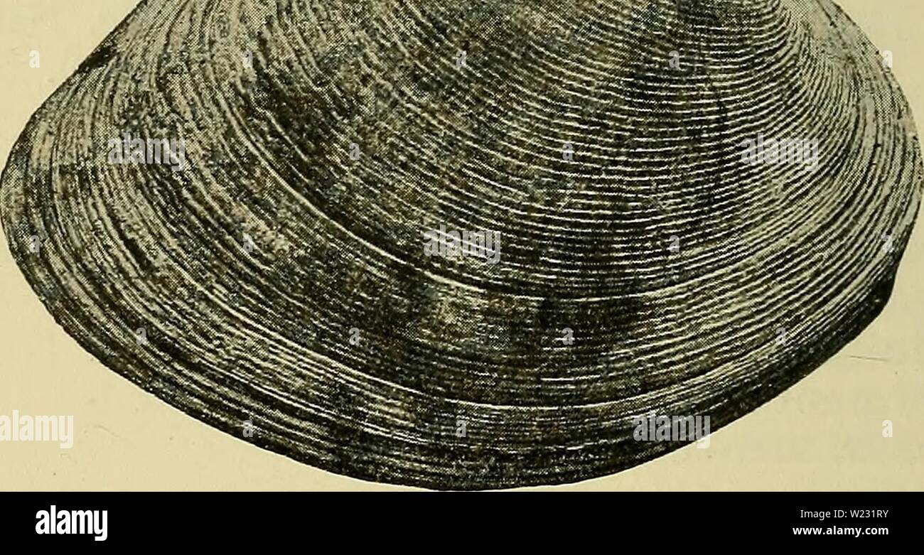 Image d'archive à partir de la page 125 de la faune ; illustrerede haandbøger plus. Illustrerede haandbøger la faune ; plus de den danske dyreverden danmarksfaunaill..40dans Année : 1907 122 heller ikke denne Art kendes je Nutiden fra danske Farvande forekommer, men den dog stadig ved Bohuslån, ligesom den rgaé asa langt mod Nord som til Sydvest- norge og Faerøerne, chien, j'Modsaetning Tapes-Arterne til Det pour normale, ogsaa findes uden pour Dybder Øerne aap plus de 100 m. Fra Danmark kendes den iøvrigt Dosinia combustibles fra- Lagene.] f 5. Senéscens Doderlein bandes. Minder Arten endel om T. aureus, Banque D'Images