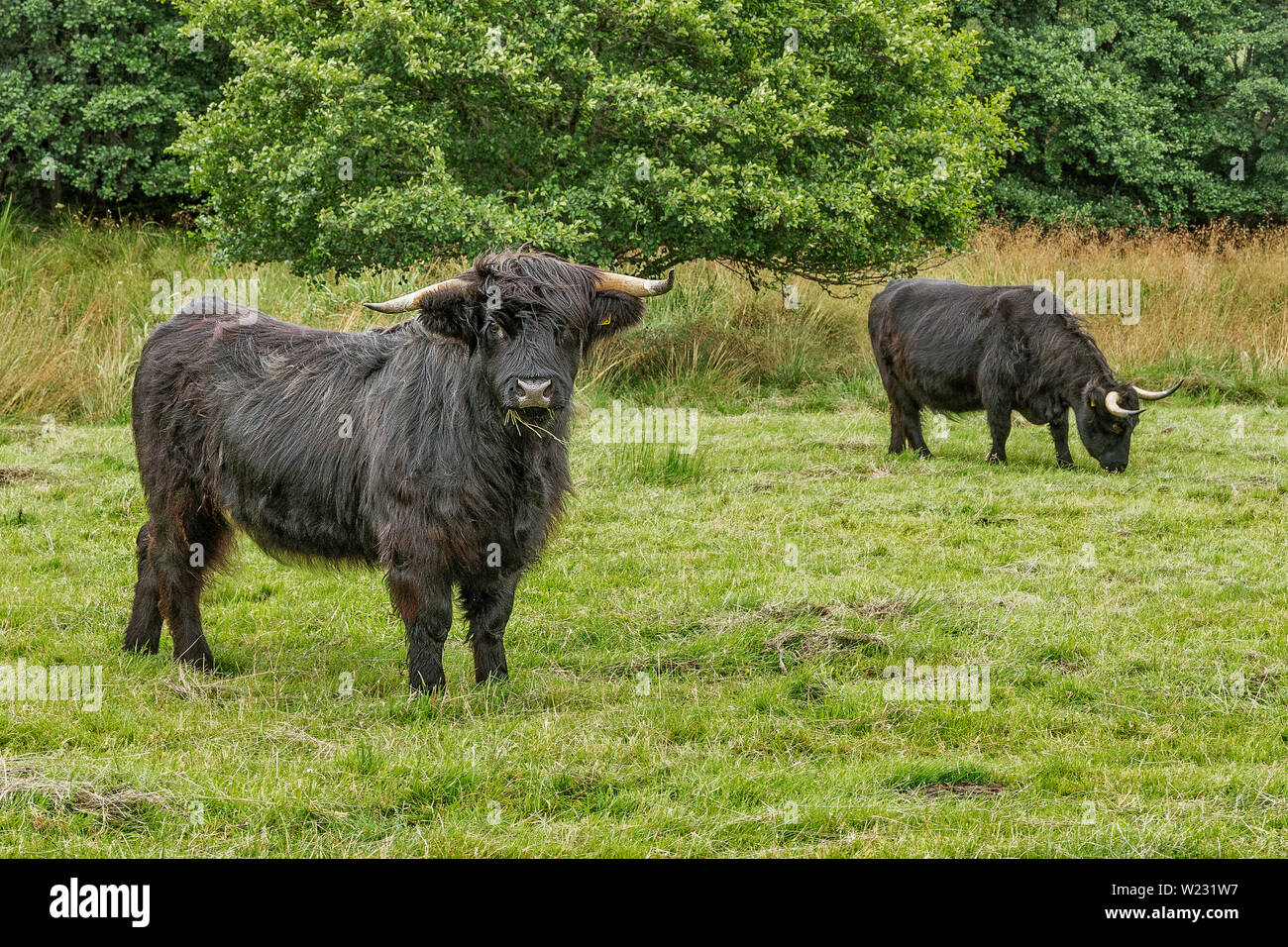 Les vaches Highland avec un manteau noir Banque D'Images