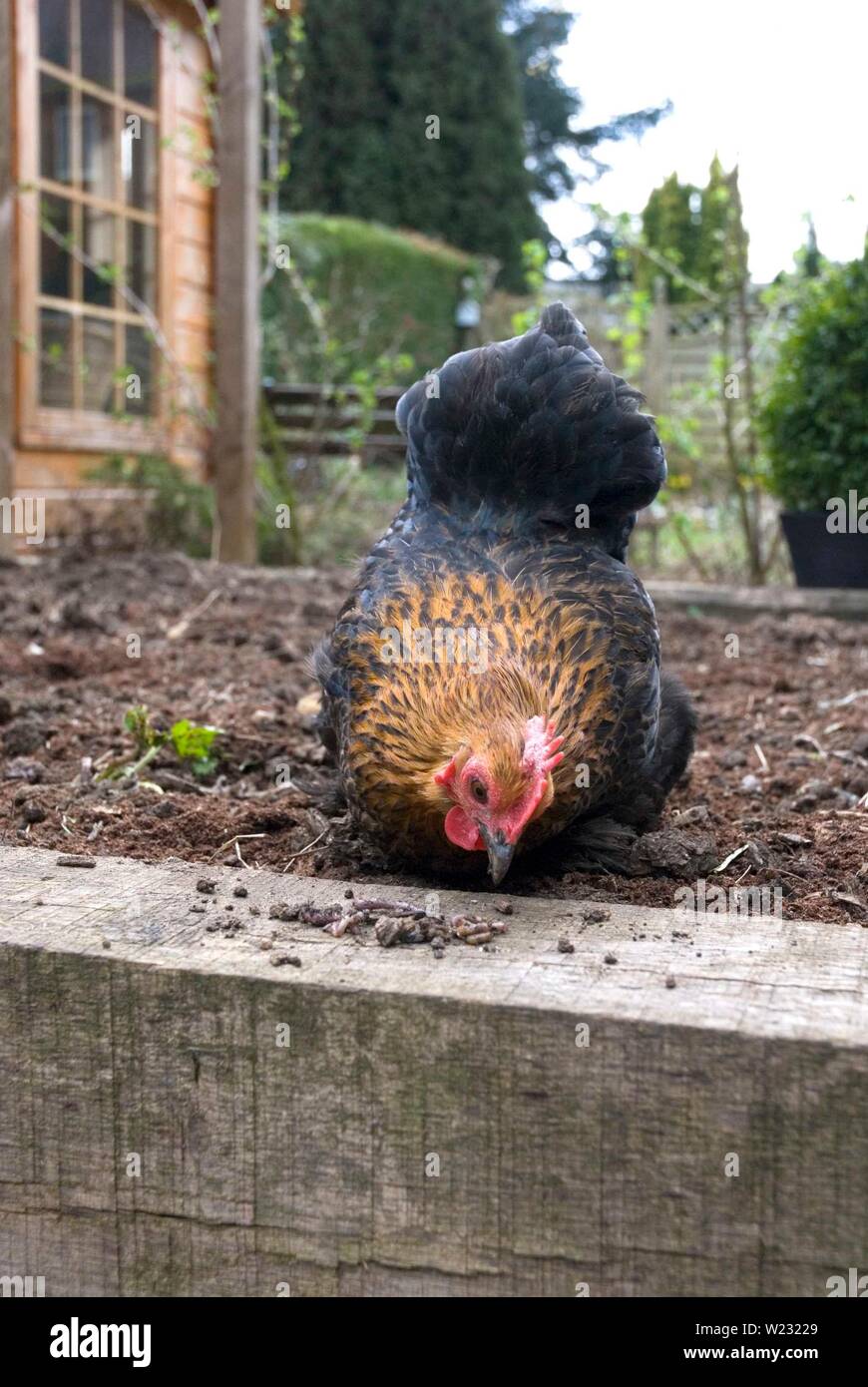 Pekin Burchin poulet dans le jardin arrière Banque D'Images