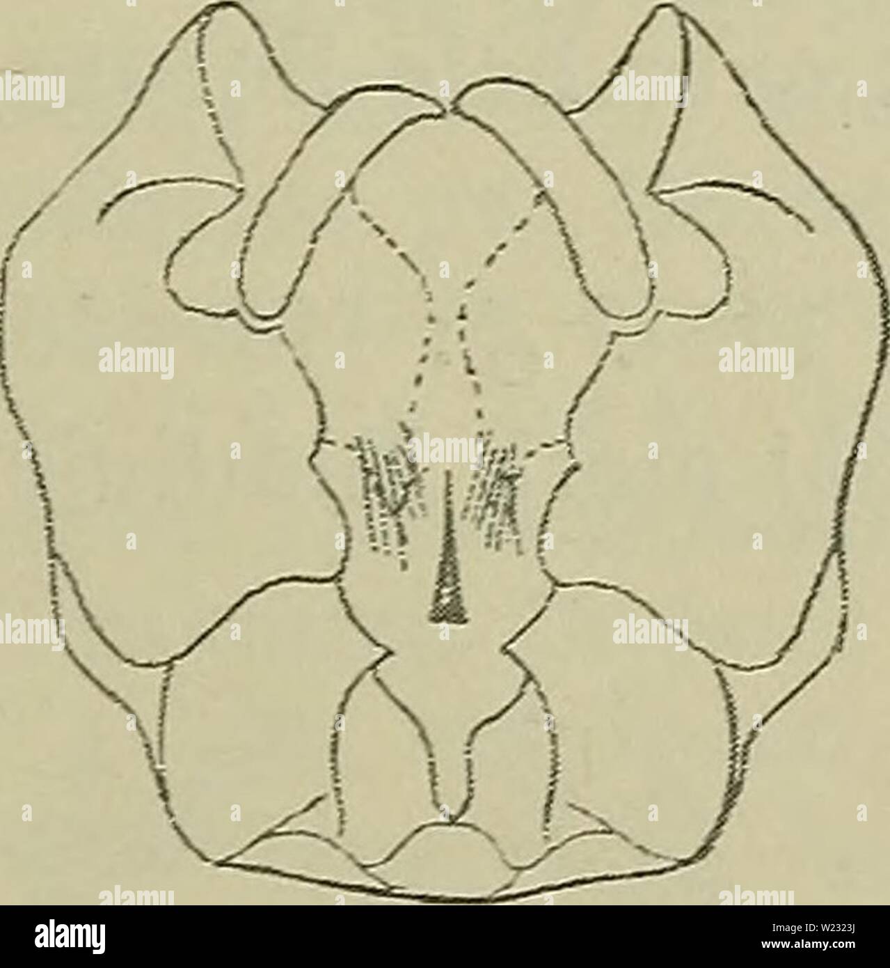 Image d'archive à partir de la page 126 de la faune ; illustrerede haandbøger plus. Illustrerede haandbøger la faune ; plus de den danske dyreverden danmarksfaunaill..28dans Année : 1907 Fig. 111. Hypopyg pabulina af T., définissez fra neden. Arten synes at være ret sjaelden og er kun funden j'Eksemplarer faa ; den kendes fra Silkeborg, Aarhus, Silistria. Grejsdal, Hadsten og S anfører Lokalitetsangivelse taeger den uden ; den ogsaa Kaerstrup er ved funden. Det er en Forsommerart flyver som, j'ai Maj og Juni. Breder Italien Fra den sig baade mod Vest, Øst til Norge og og Nord Sverrig. Fra Finlande kendes den ikke. Banque D'Images
