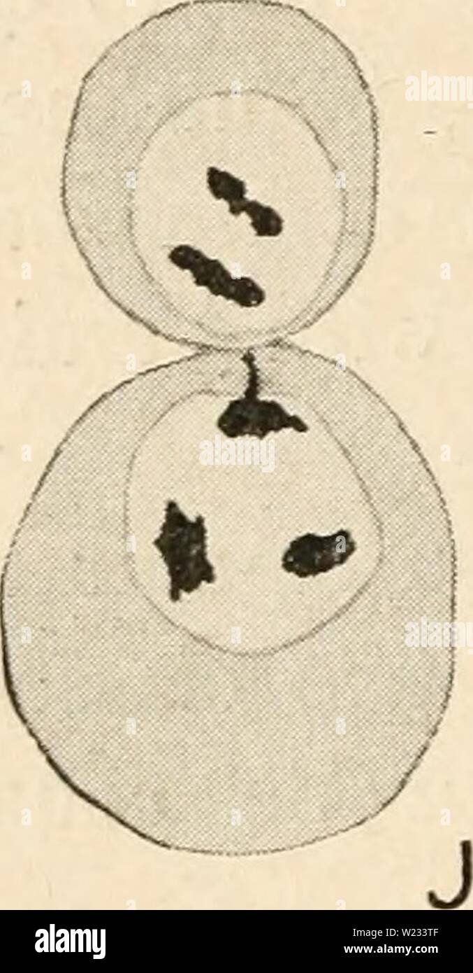 Image d'archive à partir de la page 131 de la cytologie, avec référence spéciale à. La cytologie, avec référence spéciale à l'cytologywithspec noyau métazoaires00agar Année : 1920 / B Banque D'Images