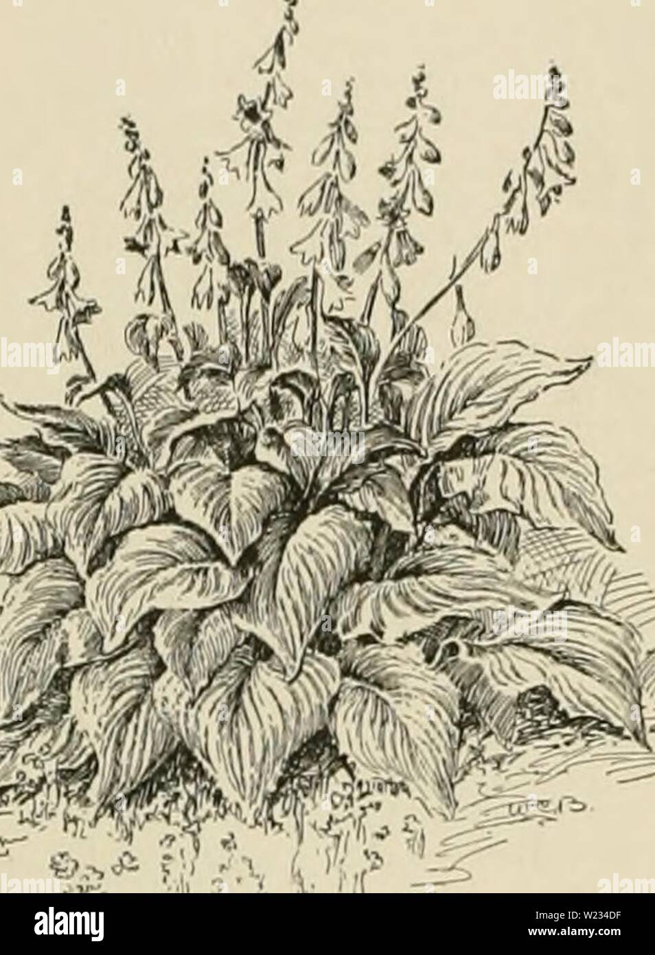 Image d'archive à partir de la page 133 de Cyclopedia of American horticulture, comprenant. Cyclopedia of American horticulture, comprenant des suggestions pour la culture de plantes horticoles, les descriptions des espèces de fruits, légumes, fleurs et plantes ornementales vendues aux États-Unis et au Canada, ainsi que des notes biographiques et géographiques cyclopediaofam02bail Année : 1900 620 FURCR EA.sauf que le Purcrseas sont donnés plus de la chaleur et de l'eau. F.iiiijanlea a une très jolie forme panachée, ce qui en fait un bon pot-usine. En règle générale, Furcra-aa porter ses fruits pas plus d'une fois, puis d Banque D'Images