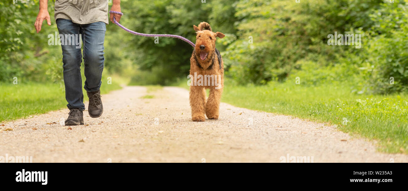 Airedale Terrier. Chien marche avec son chien sur un odedient rue rurale dans une forêt. Banque D'Images
