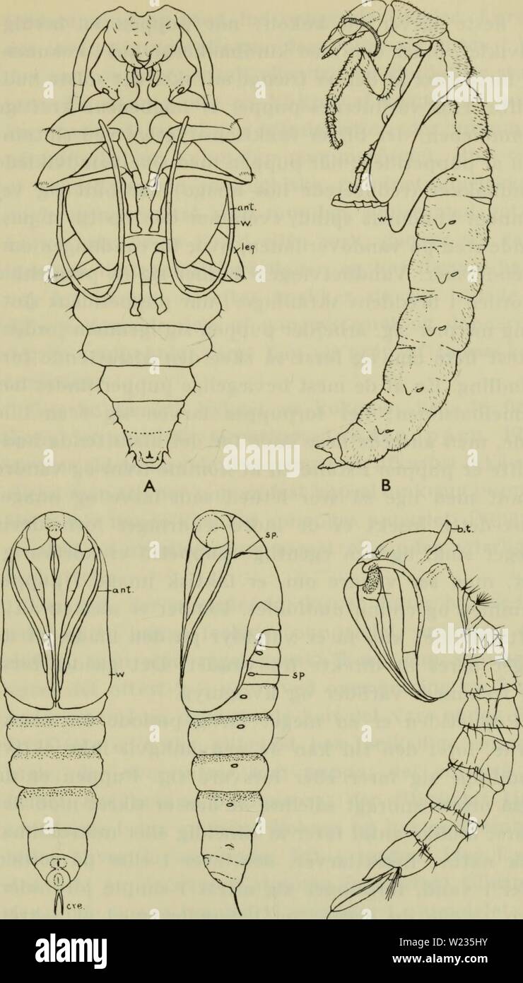 Image d'archive à partir de la page 136 de la faune ; illustrerede haandbøger plus. Illustrerede haandbøger la faune ; plus de den danske dyreverden danmarksfaunaill..71dans Année : 1907 133 c de la Fig. 48. Insektpupper. Un traebuk vandnetvinge ; B ; G og D stikmyg ugle ; e. (Alvah Peterson). Banque D'Images