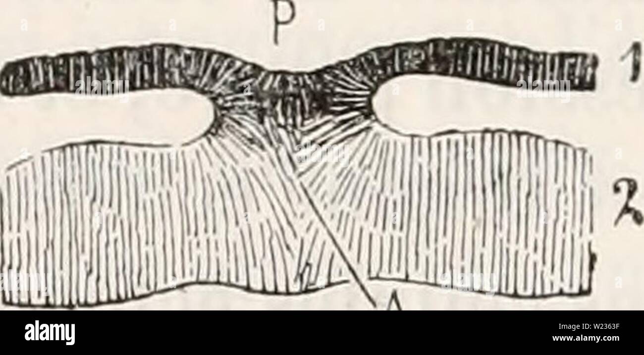 Image d'archive à partir de la page 137 de De la formation du blastoderme Banque D'Images