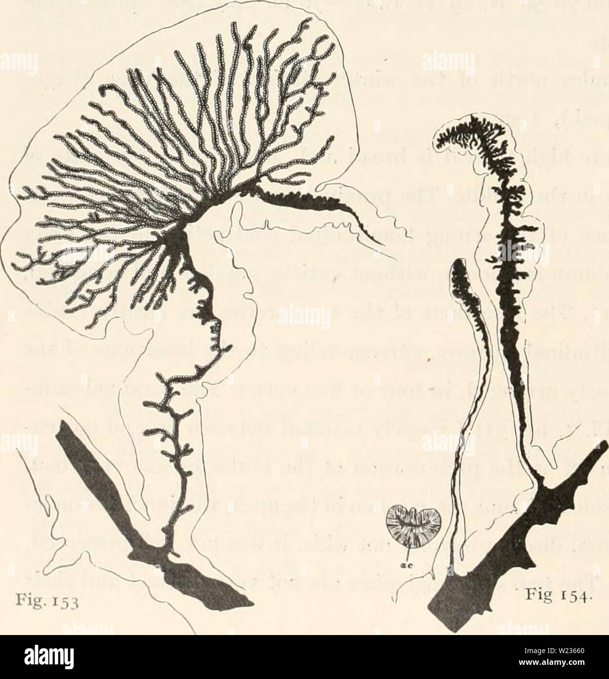 Image d'archive à partir de la page 137 de l'Ingolf-Expedition danois (1921). Le Ingolf-Expedition danishingolfexpe danois0509ingo Année : 1921 130 colonne Habitat ACTINIARIA tia nb tentacules M sp actinopharynx na nh Â"(â I. Bearlsl 19-25x3.5-5, 15-17 x 1,5'/' 22-26 X presque 2 j( 17x1,5-29x3 fi 29-36 X 5 fi 29-36x3 14-17 X 1,5 u 2. Plus grand spec. fromOreenland 19-25x3.5-5 ? 20-24 X X 14â x1,5-292,5-3 29-34 X 5 x2,5 26-34 ? 3. Distance de la gare d'hiver de la Vega .. 17-23X3.5-5 13-14 X 22-26 X 1,5 X 13 - 3 X 1,5-26 19-26x4-5 26-34x2,5 17x1,5 4. Le Groenland (Nordmann) 24-31X5 ? 17 x1,5 24-31 X x 17 x1,5-293,5-382,5-3 22x x5 Banque D'Images