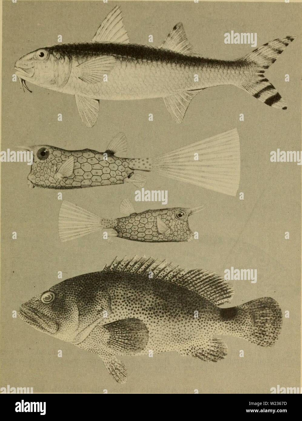 Image d'archive à partir de la page 138 de dangereux animaux marins (1959). Les animaux marins dangereux dangerousmarinea00hals Année : 1959 ANIMAUX MARINS QUI SONT TOXIQUES À MANGER 119 Fig. 73. Haut en bas : Surmullet, Upeneus arge (Jordan et Evermann). (À partir de la Jordan et Evermann, retouché), Trunkfish Lactoria cornutus (Lin- naeus). (À partir de Giinther) mâle, plus bas ; femme, supérieur. Le loup ou le mérou Epinephelus fuscoguttatus (Forskal). (À partir de Hiyama) Fig. 72. Haut en bas : chirurgiens, Acanthurus glaucopareius Cuvier. (À partir de) Ladyfish Giinther, Albula vulpes (Linnaeus). Jack, Caranx hippos (Linnaeus). (À partir de Banque D'Images