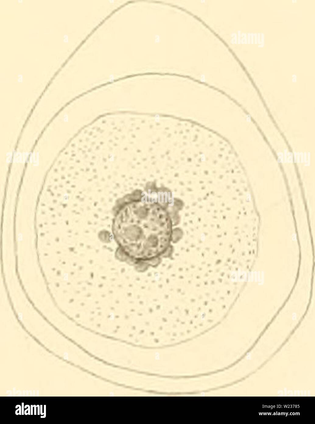 Image d'archive à partir de la page 140 de Denkschriften der Kaiserlichen Akademie der. Denkschriften der Kaiserlichen Akademie der Wissenschaften, Mathematisch-Naturwissenschaftliche Classe denkschriftender45kais Année : 1882 Fin.9. Tiq.lO. F13.il. La FIQ.l2 . Fig. 13. La division fii|.14. 1.1 de la FIQ. /&Gt ; Fiq.ie, Banque D'Images