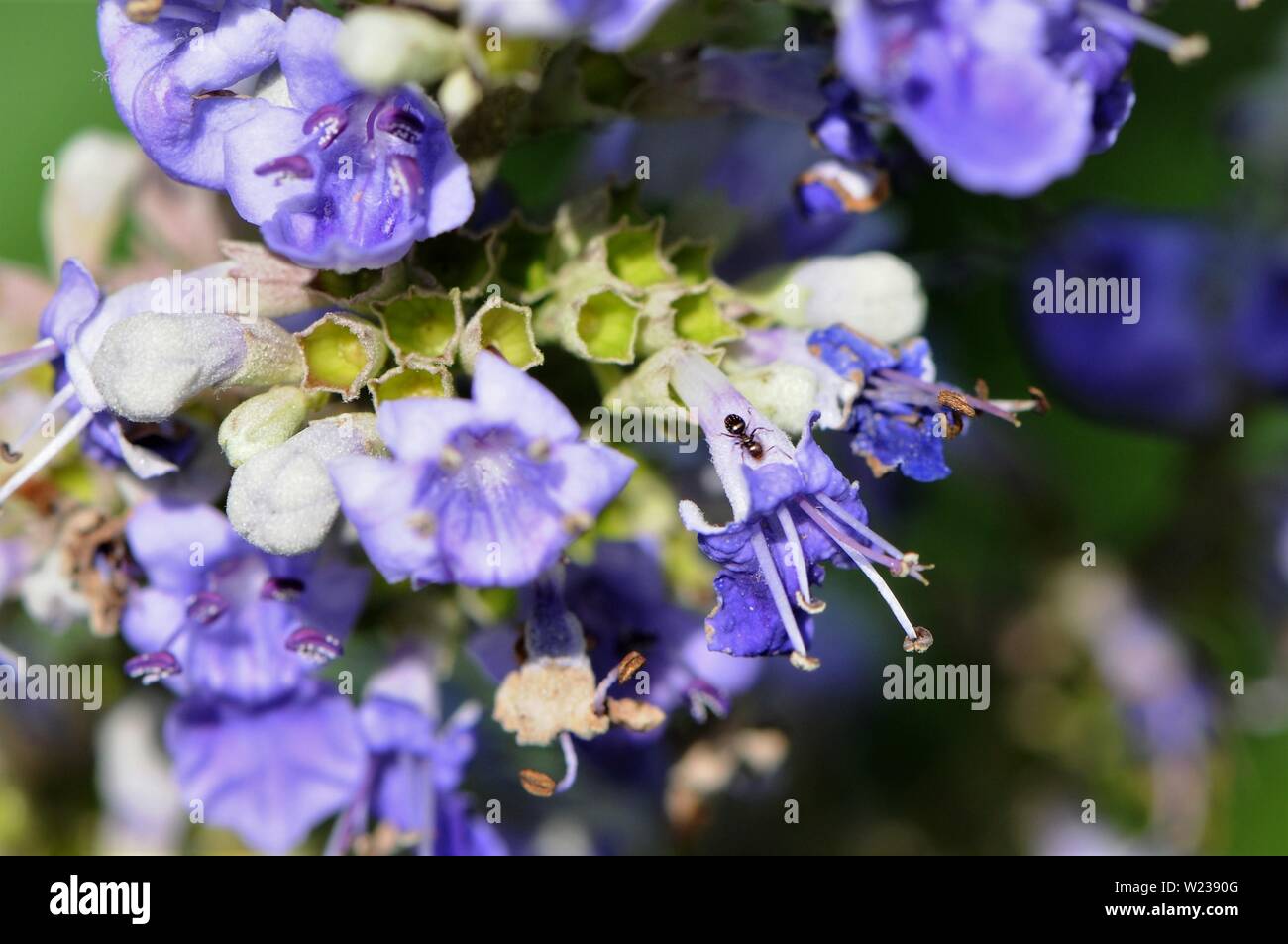 Glycine mauve Banque D'Images