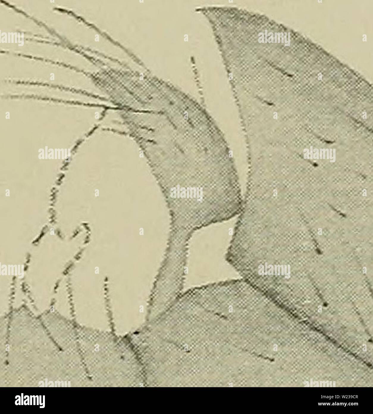 Image d'archive à partir de la page 146 de la faune ; illustrerede haandbøger plus. Illustrerede haandbøger la faune ; plus de den danske dyreverden danmarksfaunaill..28dans Année : 1907 141 Denne smukke hidtil Art er kun funden paa Bogø by. Pour Nordgraensen denne Art er Livland, den er ikke funden i Norge, Sverrig og en Finlande, les hommes kendes fra eng- Mellemeuropa terre, hele og Spanien. 35. T. cava Riedel (Fig. 143). Hovedet mørkebrunt. Følehornenes à Led første gule, følgende brunsorte de fra, 4. Fortykkede noget Led Base jaevnt udbuede dav and Spidsen mod. Okker Thorax- med gult fire simple eller min- dr Banque D'Images