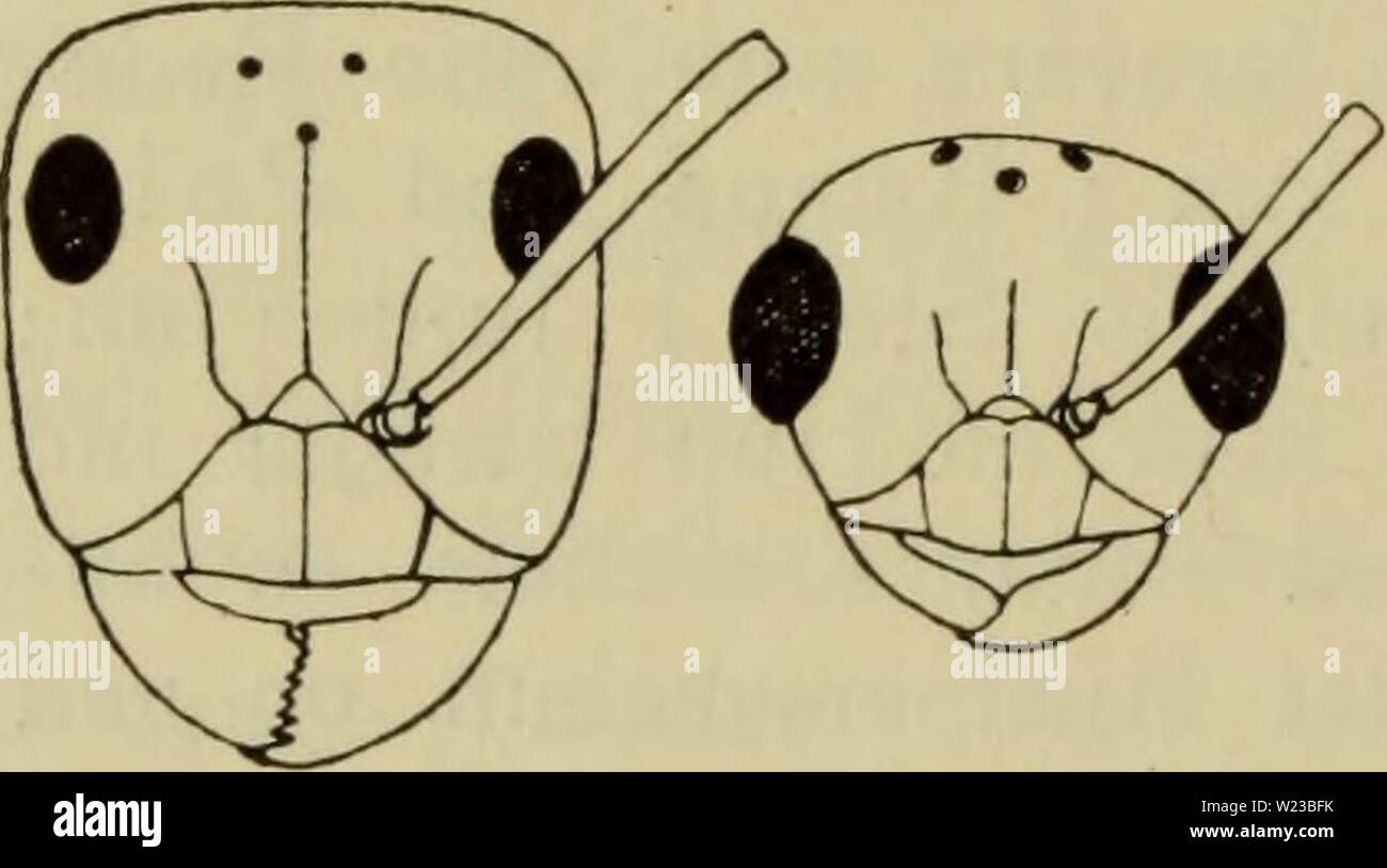 Image d'archive à partir de la page 151 de la faune ; illustrerede haandbøger plus. Illustrerede haandbøger la faune ; plus de den danske dyreverden danmarksfaunaill..49dans Année : 1907 148 slaegten fremmest Serviformica, først og og rufibarbis fusca, picea, hommes homme ogsaa traeffe kan Arter af andre Underslaegter f. Eks. rufa og pratensis, og ikke helt sjaeldent finder comme homme Hjaelpemyrer à eller en Redes Arter, hidrørende plus Slavetogter forskellige fra. Hjaelpemyrerne beskaeftiget indendørs saavel er med som udendørs. Portrait Pseudogyner forekommer Opstaaen de almindeligt ; deres skyldes muligv Banque D'Images