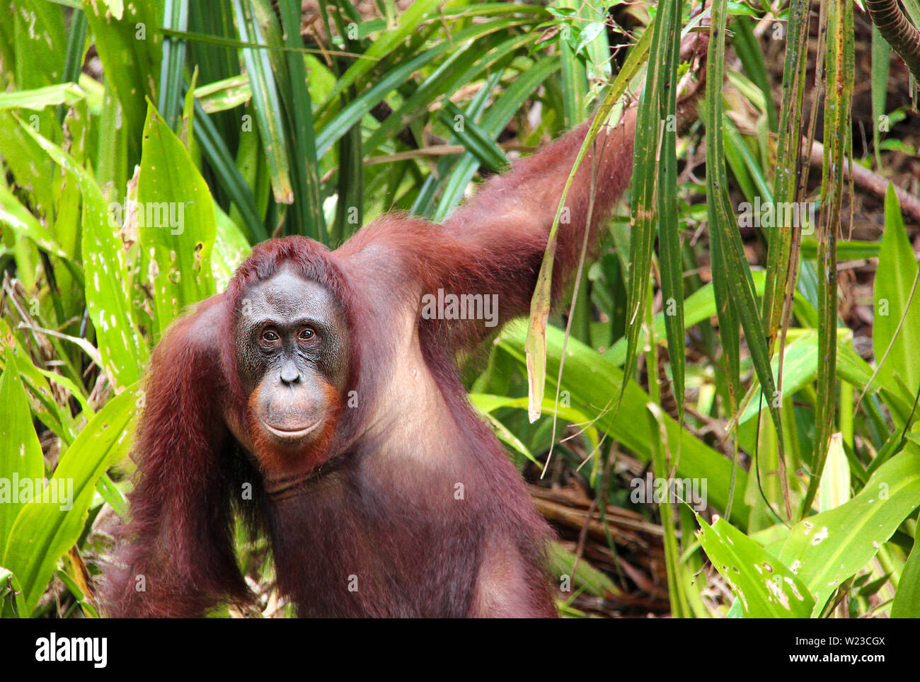 Orang-Utan assis entre les plantes vertes et les arbres dans la forêt tropicale de Bornéo, Indonésie. Banque D'Images