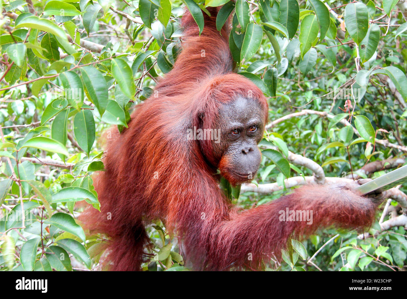 Proboscis Monkey assis sur une branche et à la recherche sur l'arbre dans la jungle de Bornéo, en Indonésie, l'Asie du sud-est. Banque D'Images