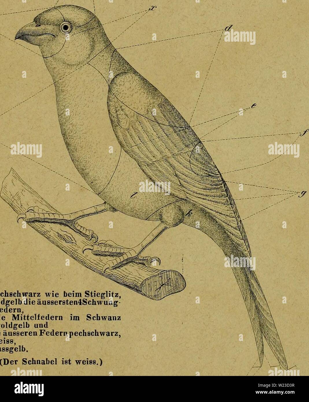 Image d'archive à partir de la page 154 de Die Kanarienvögel Sprosser Nachtigallen,,,, Rothgimpel. Die Kanarienvögel Sprosser Nachtigallen,,, Rothgimpel Schwarzamseln Bluthänflinge,,, Steindrosseln Kalanderammerlerchen und Wartung und ihre,, Pflege und Fortpflanzung : nebst einer Anleitung, sie zu fangen, ihre Frauenspezifische au erkennen und zu heilen cytologischestud00taha Année : 1863 Fig. U. a) broncegelb tief tief- und orange gelb, b), c) schwarz glänzend wie der reinate goldgelb rienvogel- Kana, x) feegrau zimmetbraun, d) und ins grünliche goldgelb schillernd. e). TAF.VII. f) pechschwarz wie beim S Banque D'Images