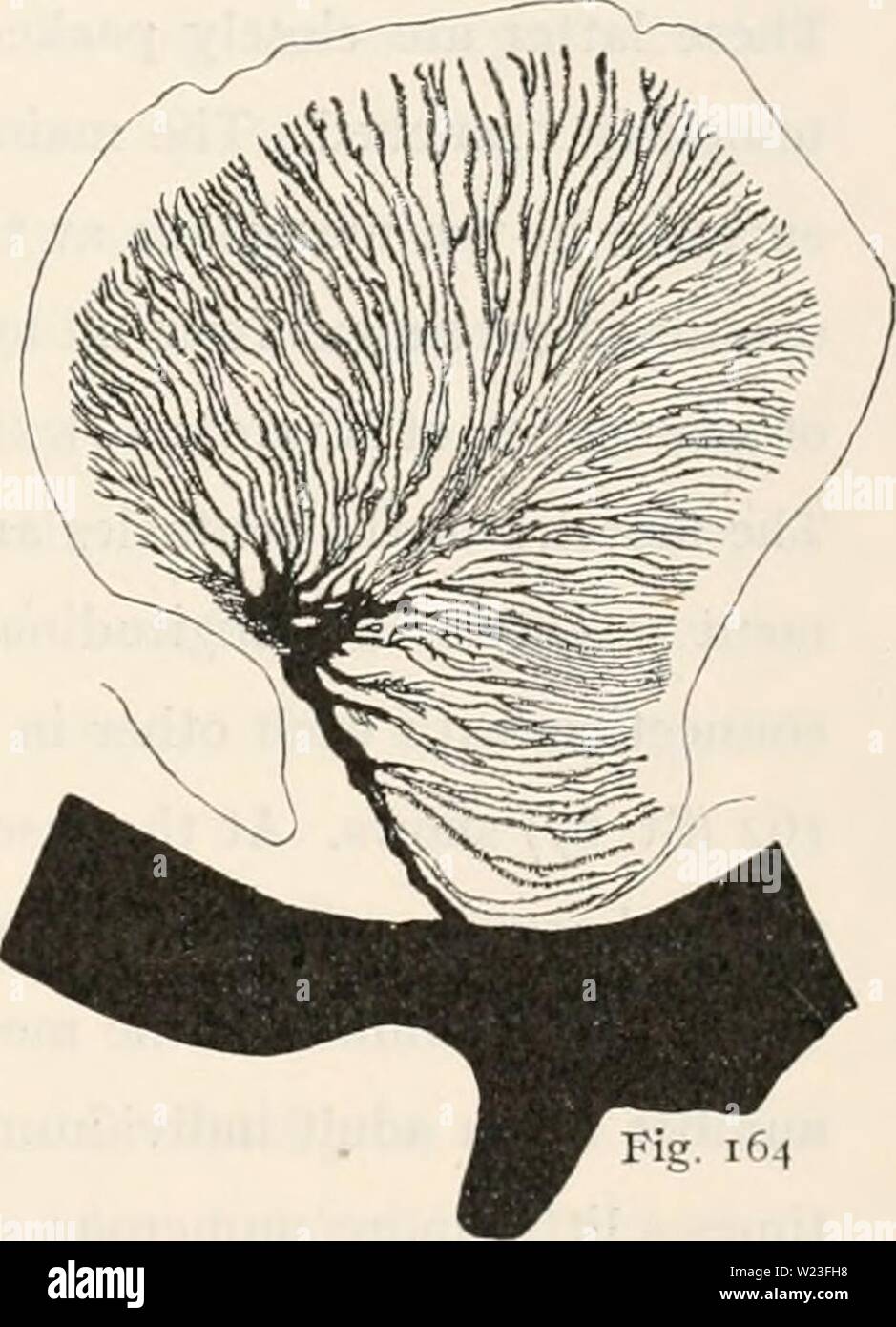 Image d'archive à partir de la page 160 de l'Ingolf-Expedition danois (1921). Le Ingolf-Expedition danishingolfexpe danois0509ingo Année : 1921 Textfigs. 160-164. Cribrina spelsbergensis. Sections transversales de tentacules (fig. i6o, 161), de disque oral (fig. 162) et de sphinc- ters (figs. 163-164). (Fig. i6o spec, de 52. Olga-Exp ; fig. 161, 163, de la société Vega spec-FIxp. ; fig. 162 spec, de St. 67 M. Sars-Exp. ; fig. 164 spec, de St. 41 Olga- expédition). Fig. 163 pennées palmées et nous pouvons considérer que le type de sphincters un spécimen de la station 52 (Olga-Exp.) et de l'individuum de New F Banque D'Images