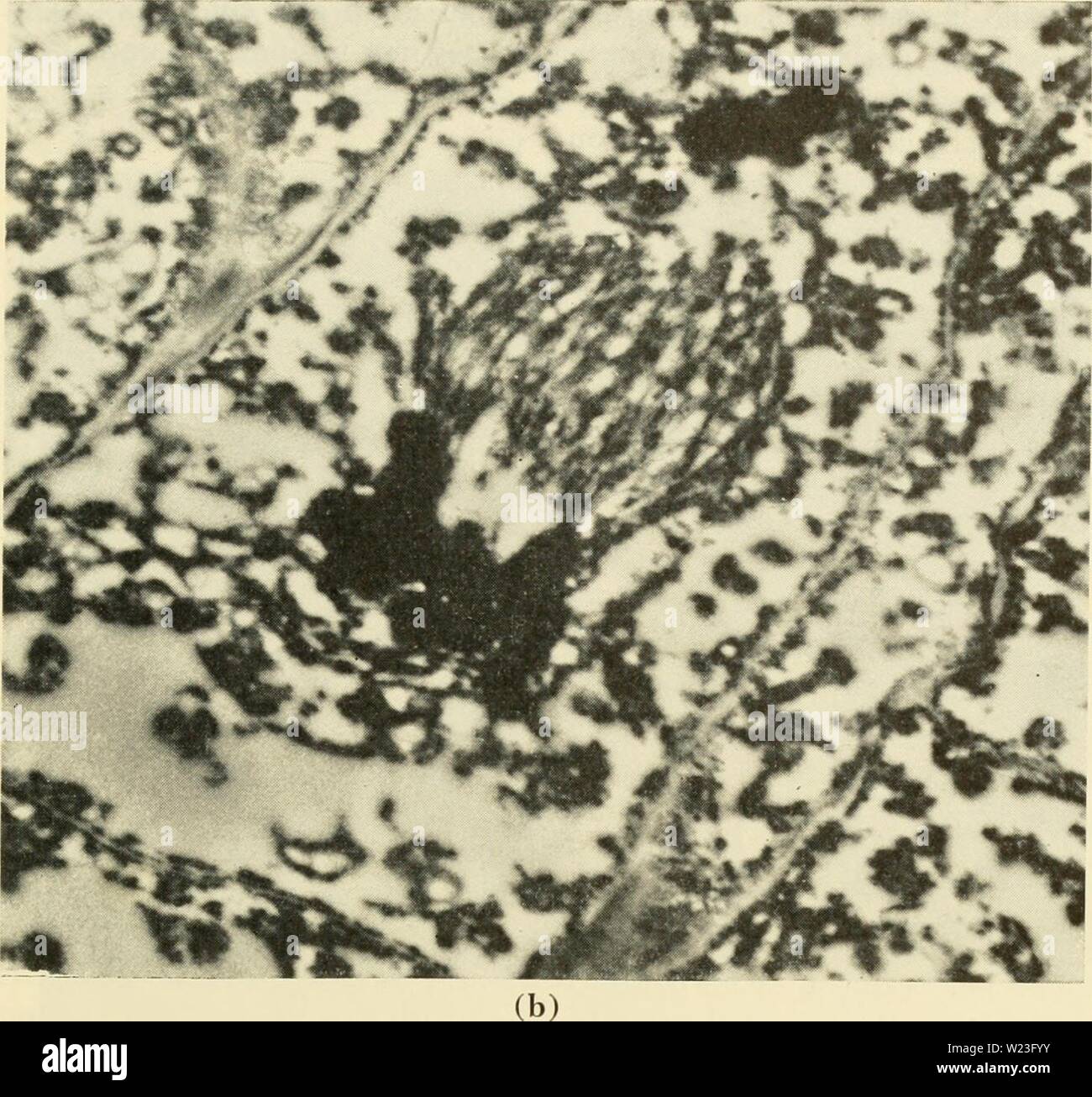 Image d'archive à partir de la page 162 de la cytologie (1961) Banque D'Images