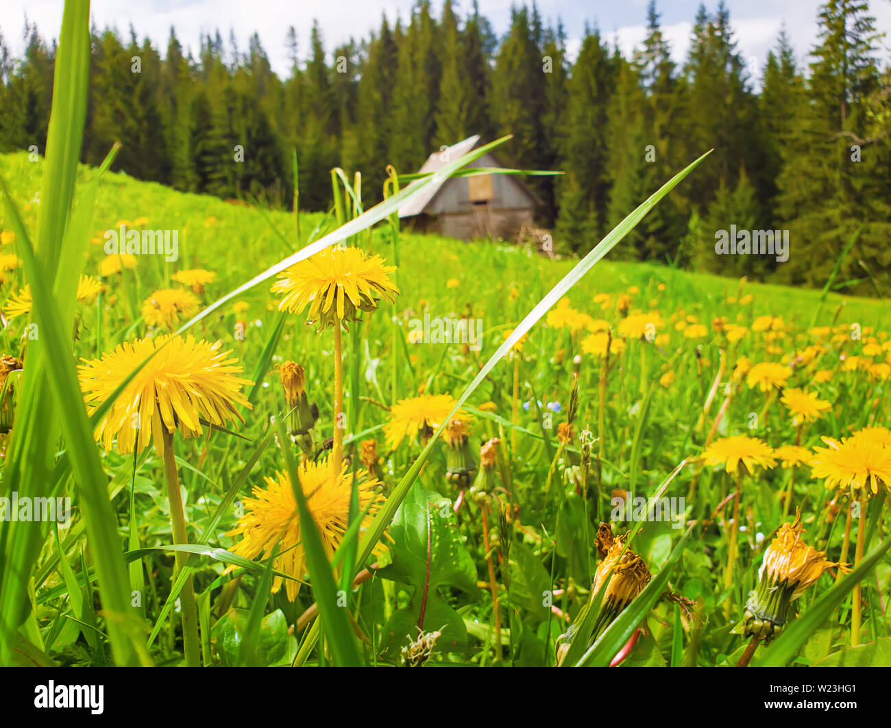 Close up of yellow fleurs de pissenlit sur le champ en face. Merveilleux printemps rural scène avec une vieille maison en bois dans la forêt de sapins et le gre en fleurs Banque D'Images