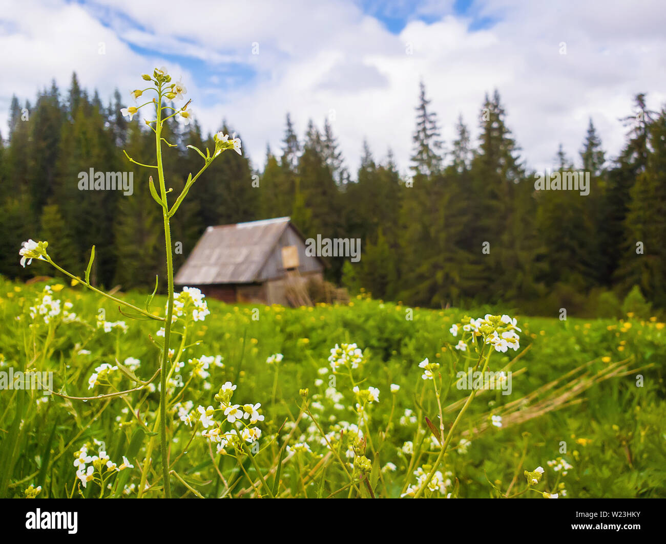 Libre à la faune sauvage, les fleurs blanches qui fleurit sur la case en face d'une vieille maison en bois près de la forêt de sapins. Scène rurale merveilleux printemps vert avec moi Banque D'Images