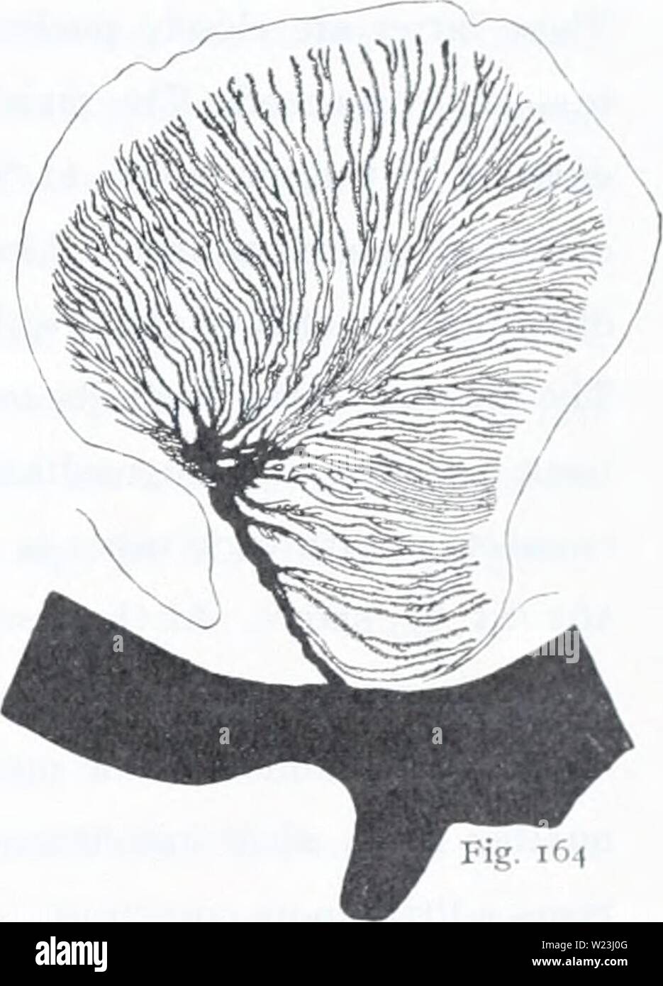 Image d'archive à partir de la page 166 de la Danish Ingolf-Expedition (1899-1953). L'expédition danoise Ingolf-danishingolfex daniuoft5CPT9Année : 1899-1953 Textfigs. 160-16.. Cribrina spetsbergensis. Sections transversales de tentacules (figs. 160, 161), de disque oral (fig. 162) et de sphinc- ters (figs. 163-164). (Fig. 160 spec, de St. 52 Olga-Exp. ; fig. 161, 163, à partir de la spec. Vega-Exp ; fig. 162 spec, de St. 67 M. Sars-Exp. ; fig. 164 spec, de St. 41 Olga- expédition). Fig. 163 et pennées palmées nous type peut envisager l'spliincters d'un spécimen de la Gare 52 (Olga-Exp.) et d'un individu Banque D'Images