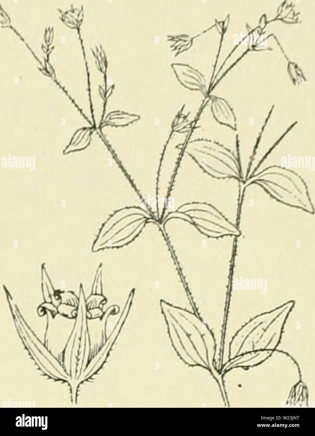 Image d'archive à partir de la page 168 de De flora van Nederland (1909-11). De flora van Nederland defloravannederl02heuk Année : 1909-11. FAMILIE 32. - CARYOPHYLLACEAE. - 139 10. Moehrinsii » trinèrvia') 1 M.-) Clairv. Zaïidkruid Bosch (fi. 158). Uit den wortel komt een bijna, opstijgende vertakte steeds sterk, soms rechtopgaande stengel , mourir de meeste evenals andere deelen der plant kort behaard est. De bladen zijn eirond , crache, 3-5-nervig, 1990-1993 de zijn kleiner, gesteeld hartvormigen iets, a rencontré, voet de hoogere grooter zijn bijna en ongesteeld. De bloemen wit zijn en bebladerd bijscher in een staan Banque D'Images