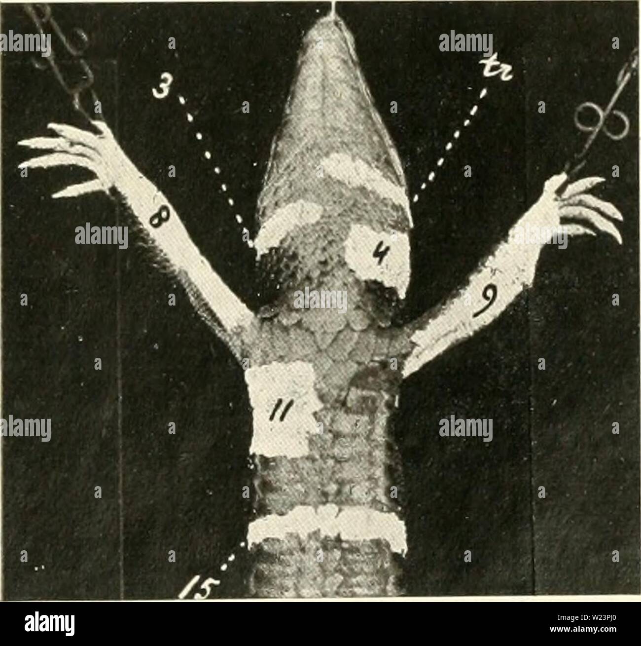 Image d'archive à partir de la page 178 de De dermatomerie bij de hagedis. De dermatomerie bij de hagedis (Lacerta viridis) dedermatomeriebi00trig Année : 1917 tl â Ã 3 j5 k 'w'j nm M r Ã¯-UPOUR 3(, HAGEIUS «27 Foto 37, HAGEDIS ; Van Trist. Hagidis. Banque D'Images